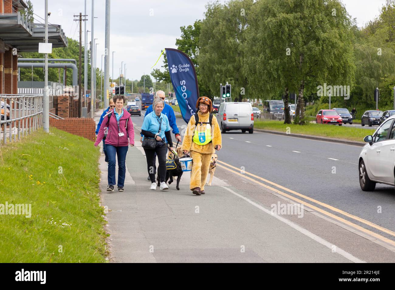 Warrington, Cheshire, England, Großbritannien - 16. Mai 2023 - Karin Nape wurde während ihres 1000 km langen Spaziergangs von John O'Groats nach Lands End zur Rentnerin. Die Reise war, genug Geld für Blindenführhunde zu sammeln. Karin hat bereits 25 Blindenhunde aufgezogen und wurde während der Wanderung als riesiger Labrador gekleidet. Sie erholt sich von zwei gebrochenen Handgelenken und einer großen Operation. Ihr Enkel ist sehbehindert und braucht einen Blindenhund. Karin erhielt 2019 die British Empire Medal (BEM) für Spähdienste. Kredit: John Hopkins/Alamy Live News Stockfoto