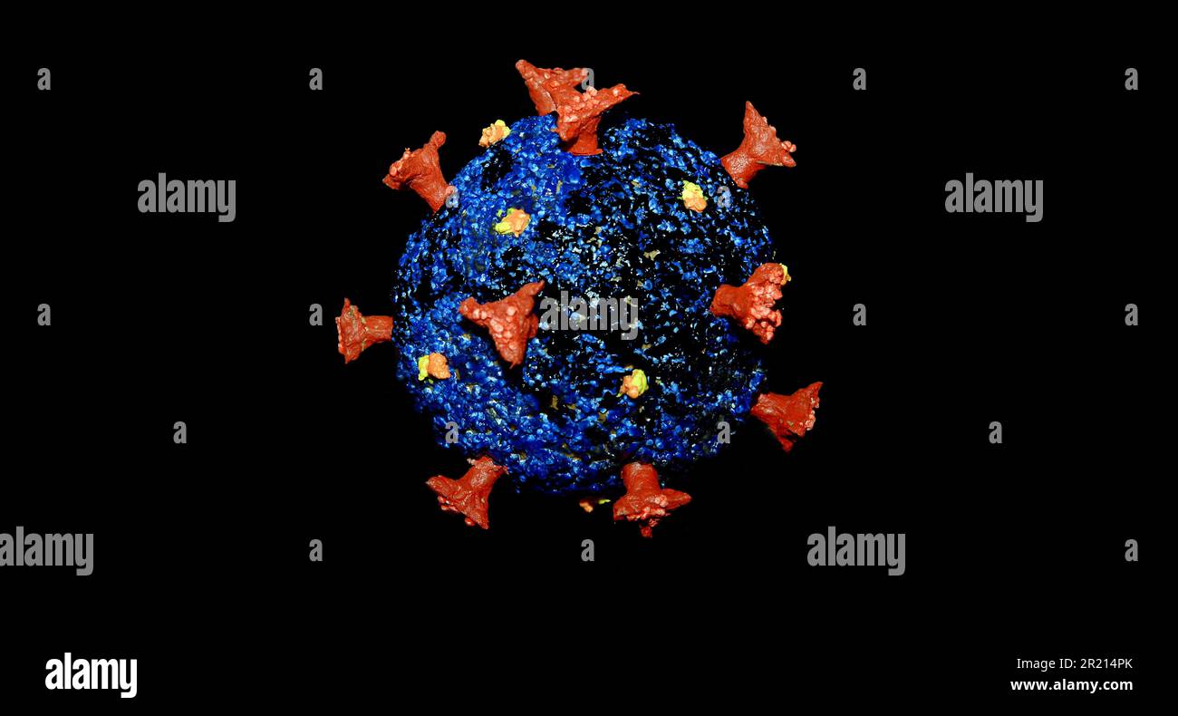 Ein Modell des SARS-CoV-2-Coronavirus, das die COVID-19-Krankheit verursacht. SARS-CoV-2 ist ein Virus der Spezies Severe Acute Respiratory Syndrome-related Coronavirus (SARSr-CoV). Es wird vermutet, dass es zoonotische Ursprünge hat und eine enge genetische Ähnlichkeit mit Fledermaus-Coronaviren hat, was darauf hindeutet, dass es aus einem Fledermaus-Virus hervorgegangen ist. 2022. Stockfoto