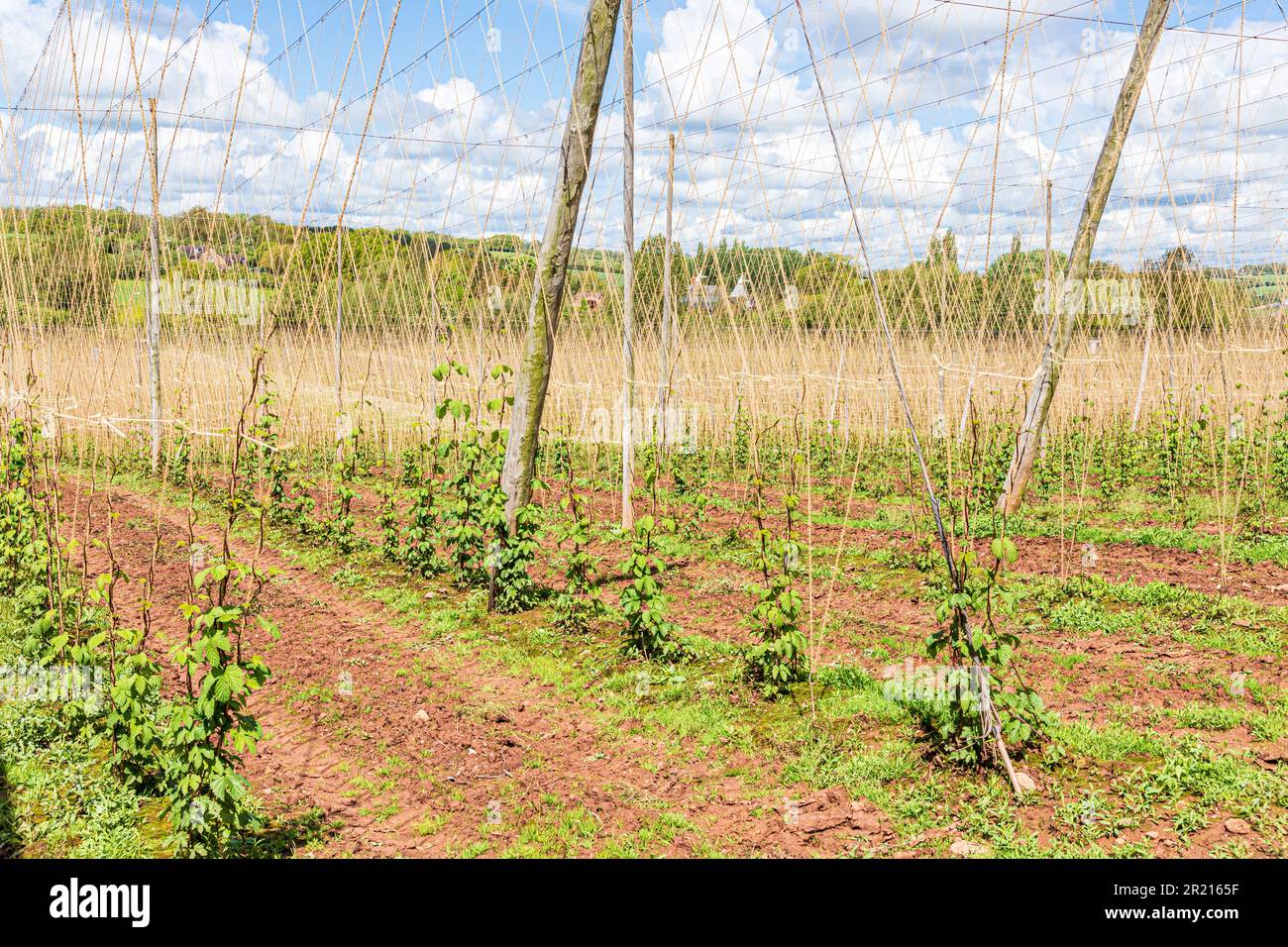 Hopfen (Humulus lupulus), der in einem Hopfengarten oder Hopfenhof in der Nähe von Acton Beauchamp im Frome Valley, Herefordshire, England, angebaut wird Stockfoto