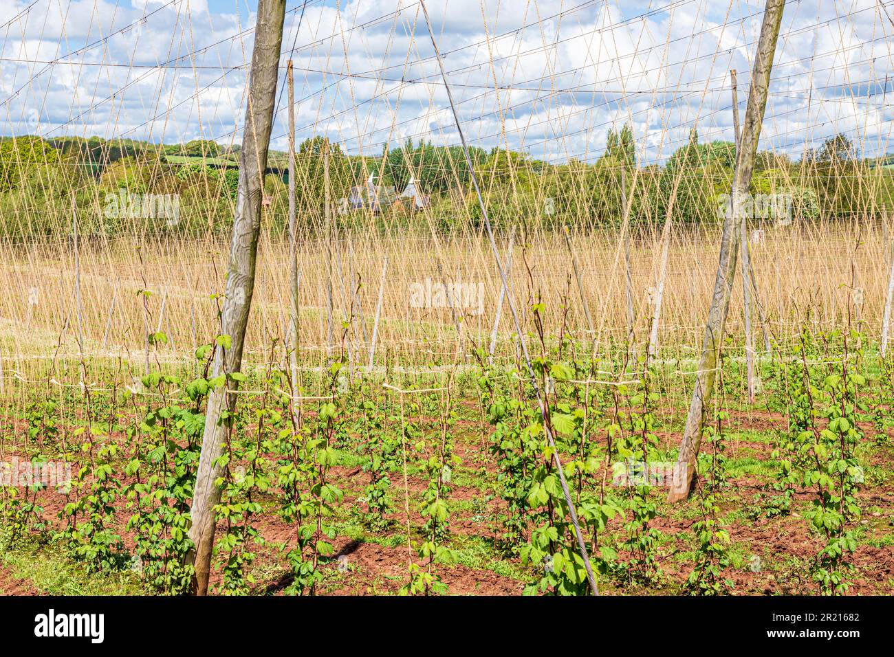 Hopfen (Humulus lupulus), der in einem Hopfengarten oder Hopfenhof in der Nähe von Acton Beauchamp im Frome Valley, Herefordshire, England, angebaut wird Stockfoto