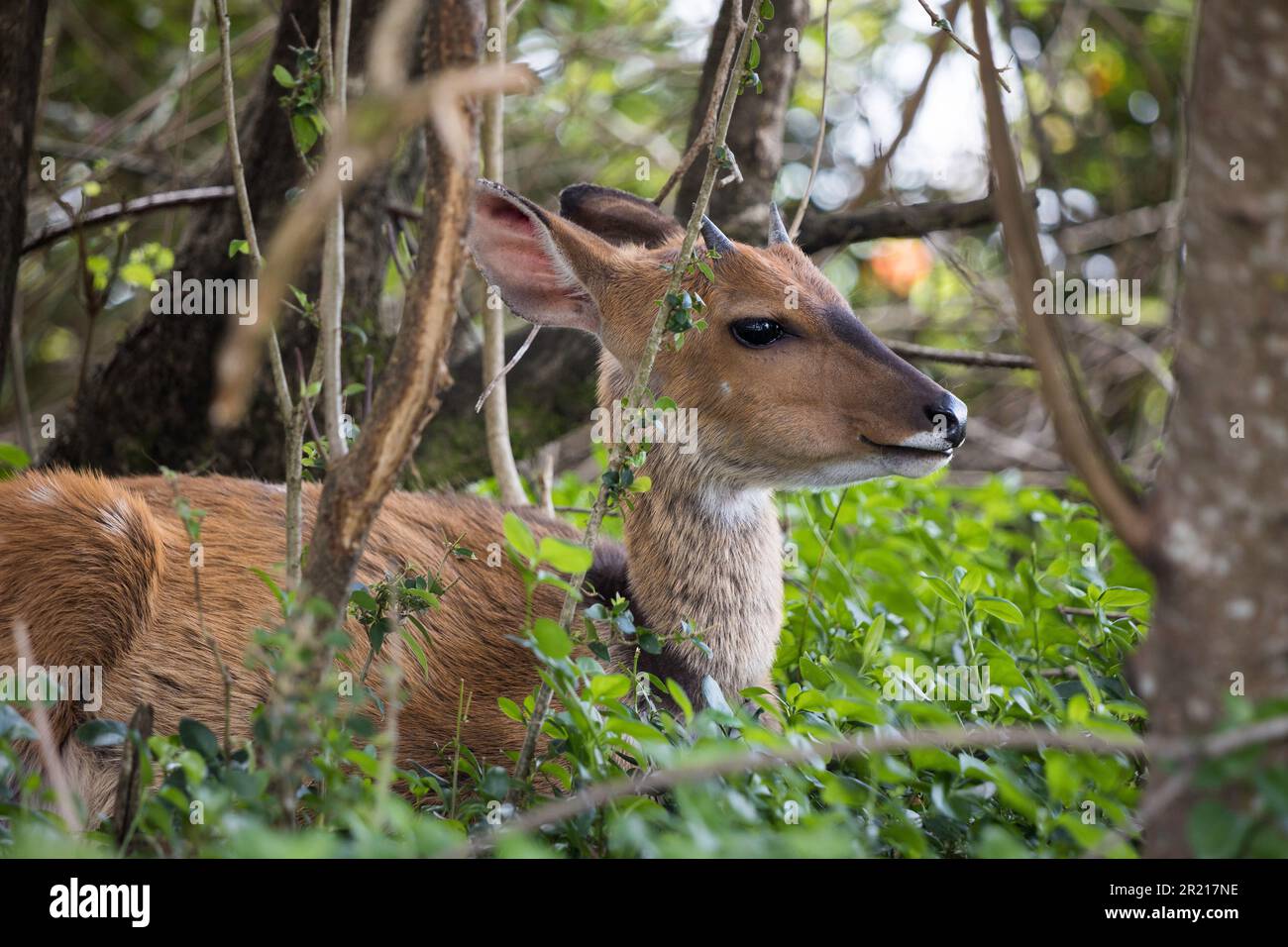 Ein Buschbock oder eine Antilope, die im Dickicht auf dem Boden des Waldes liegt Stockfoto