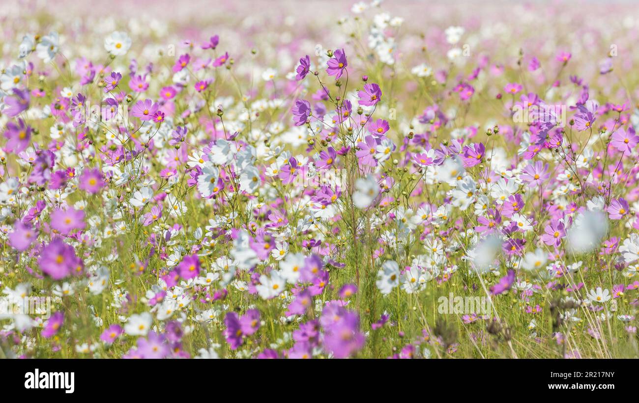 Ein großes Feld weißer und rosafarbener Cosmos Wildblumen, die im Sonnenschein blühen Stockfoto