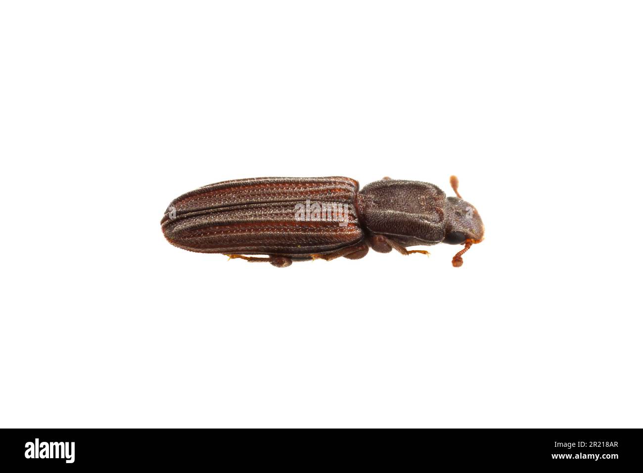 Der zylindrische Rindenkäfer (Lasconotus pusillus), isoliert auf weißem Hintergrund. Stockfoto