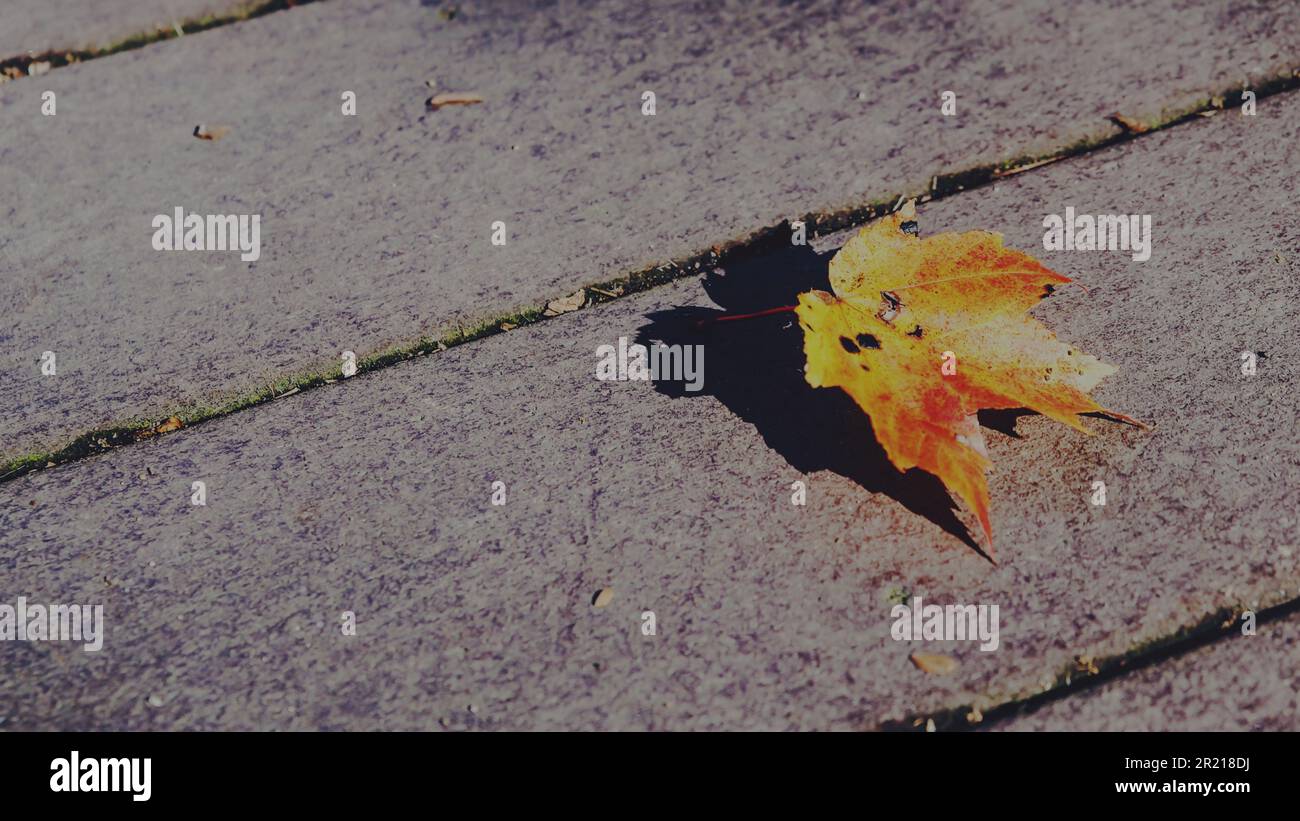 Vorlage für grafische Ressourcenankündigungen für Gruppensammlungen von einfarbigen Blättern im Herbst Stockfoto