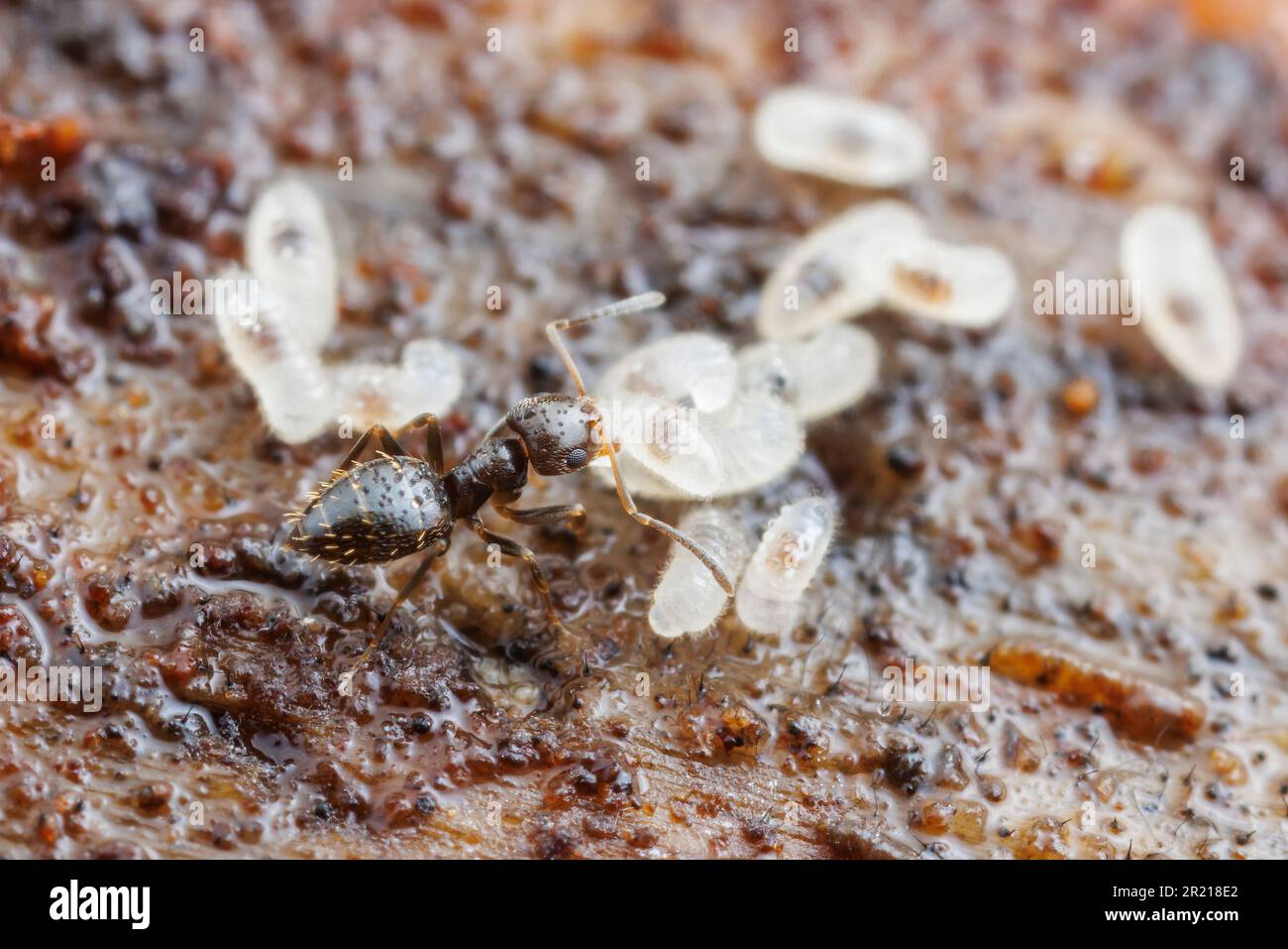 Ein Arbeiter von Dark Rover Ant (Brachymyrmex patagonicus) hilft, Larven und Puppen in einem gestörten Nest in Sicherheit zu bringen. Stockfoto