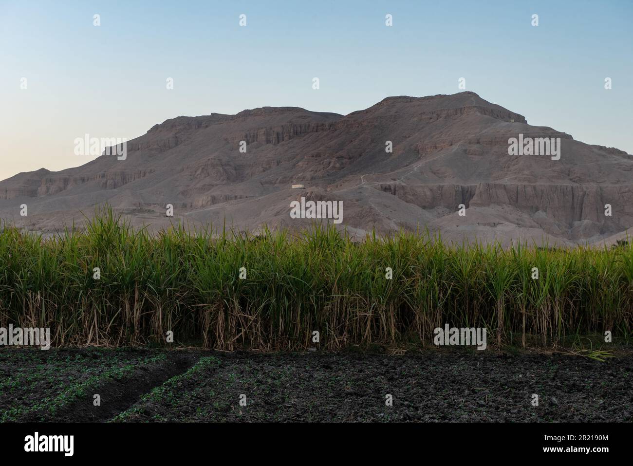 Oberägypten, Ägypten. 13. Dezember 2022. Zuckerrohrpflanzen, die auf einem Bauernhof in der Wüste des Westufers des Nils in Oberägypten wachsen. (Foto: John Wreford/SOPA Images/Sipa USA) Guthaben: SIPA USA/Alamy Live News Stockfoto