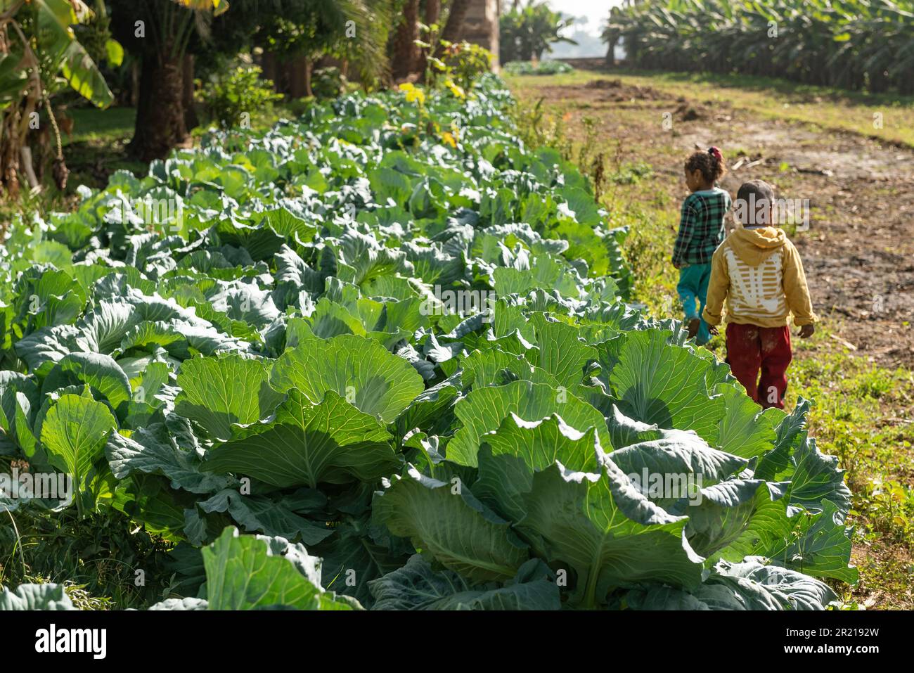 Luxor, Ägypten. 13. Dezember 2022. Kohl, der auf einem kleinen Bauernhof am Nil in Oberägypten wächst. Die Landwirtschaft in den ländlichen ägyptischen Dörfern ist vom Klimawandel und von Problemen der Wassersicherheit bedroht. (Credit Image: © John Wreford/SOPA Images via ZUMA Press Wire) NUR ZUR REDAKTIONELLEN VERWENDUNG! Nicht für den kommerziellen GEBRAUCH! Stockfoto
