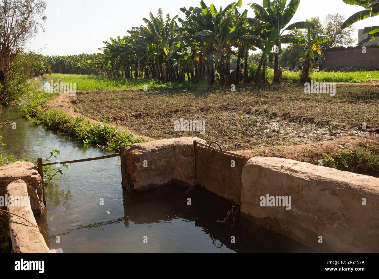 Oberägypten, Ägypten. 14. Dezember 2022. Bewässerungskanäle und Kanäle, die Wasser aus dem Nil zur Versorgung von Pflanzen und wasserintensiven Pflanzen mit Bananen auf einem Bauernhof in Oberägypten bringen. (Credit Image: © John Wreford/SOPA Images via ZUMA Press Wire) NUR ZUR REDAKTIONELLEN VERWENDUNG! Nicht für den kommerziellen GEBRAUCH! Stockfoto