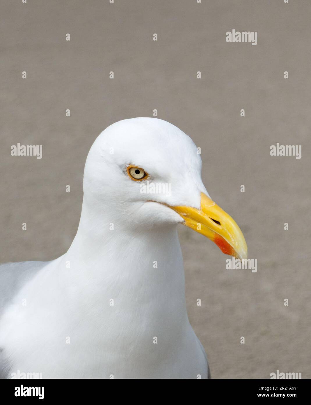 Porträt der Europäischen Heringsmull Stockfoto