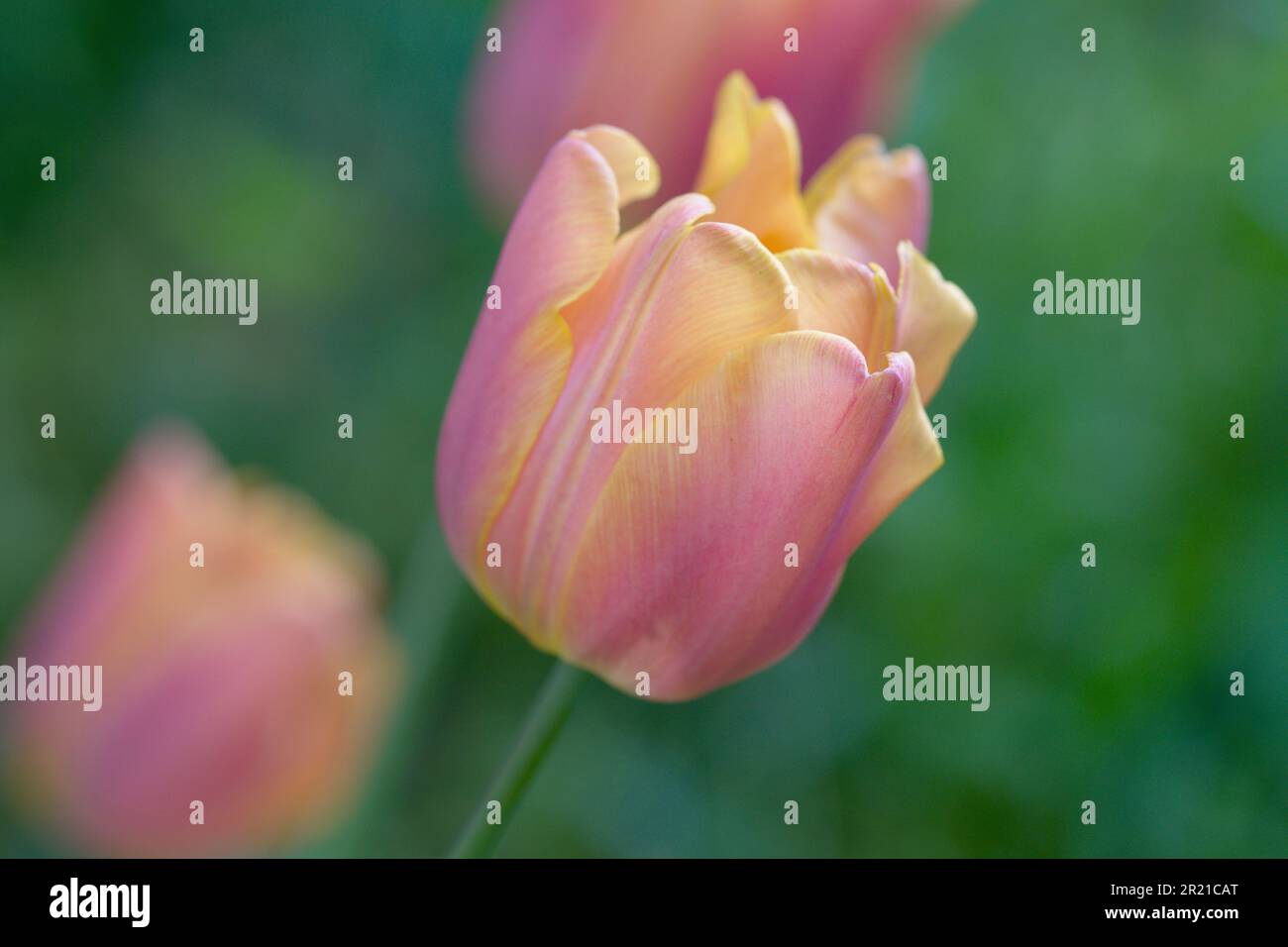 Makrofotografie einer Blütenblüte Stockfoto