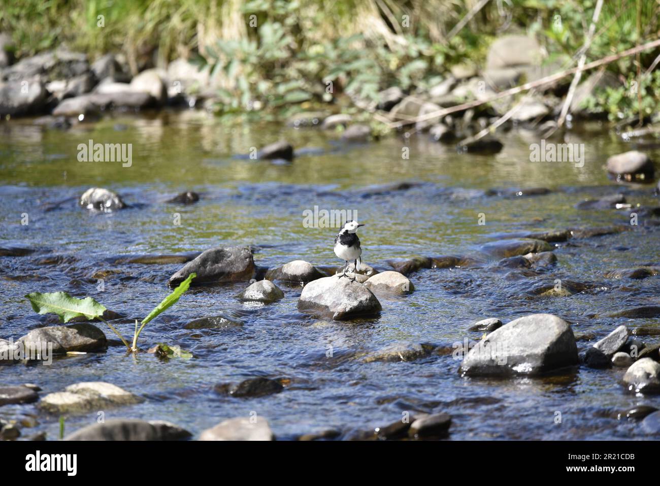 Weiblicher Rattenschwanz (Motacilla alba), hoch oben auf einem Stein in einem Fluss, mit Blick auf die Bildmitte, Kopf nach rechts gedreht, in Mid-Wales, Großbritannien im Mai Stockfoto