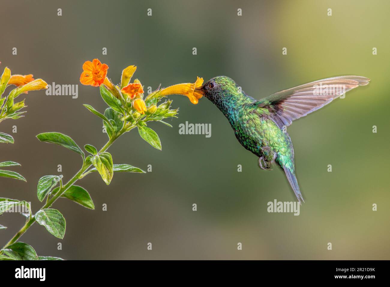 Ein Western Emerald hummingbird ernährt sich von Nektar reiche Blüten der Tandayapa Tal in Ecuador. Stockfoto