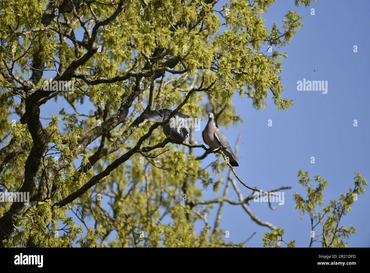 Ein Paar Common Woodpigeons (Columba Palumbus), hoch oben in Bäumen an einem sonnigen Tag, einer verneigt sich vor dem anderen, vor einem Blue Sky Hintergrund, in Großbritannien Stockfoto Ein Paar Common Woodpigeons (Columba Palumbus), hoch oben in Bäumen an einem sonnigen Tag, einer verneigt sich vor dem anderen, vor einem Blue Sky Hintergrund, in Großbritannien Stockfoto