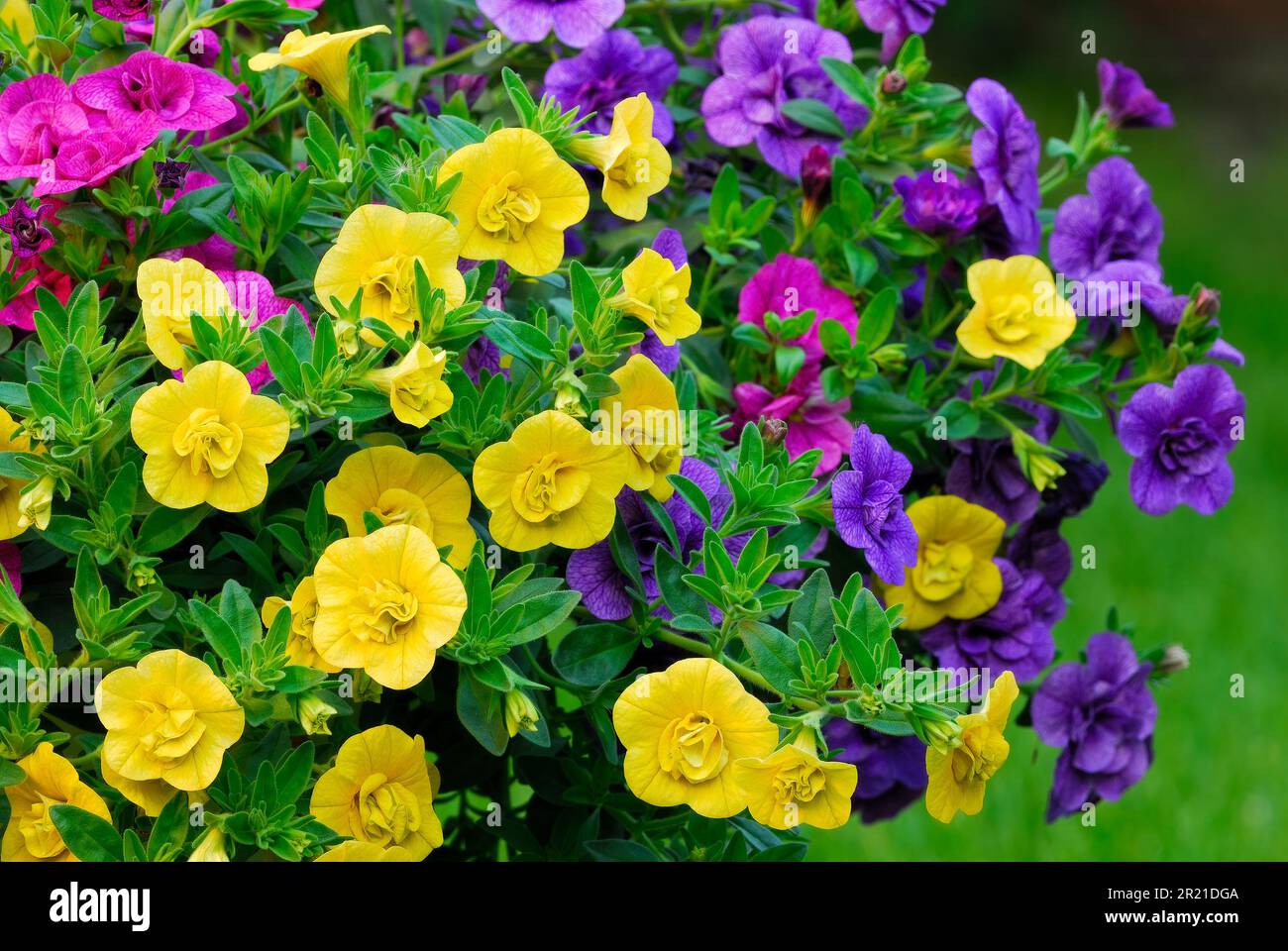 Calibrachoa elegans Million Bells Schönheit bunte Blumen, Nahaufnahme. Sommer jährlich. Unscharfer grüner Hintergrund. Ziergarten Trencin, Slowakei Stockfoto