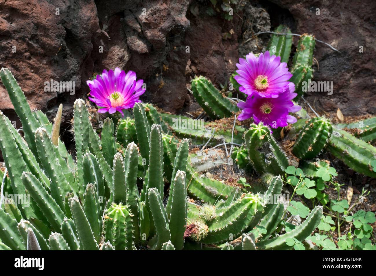 Tropische Trichocereus-Hybridkaktien verwandeln sich im Frühling und Sommer in lebendige violette Kaktusblüten Stockfoto