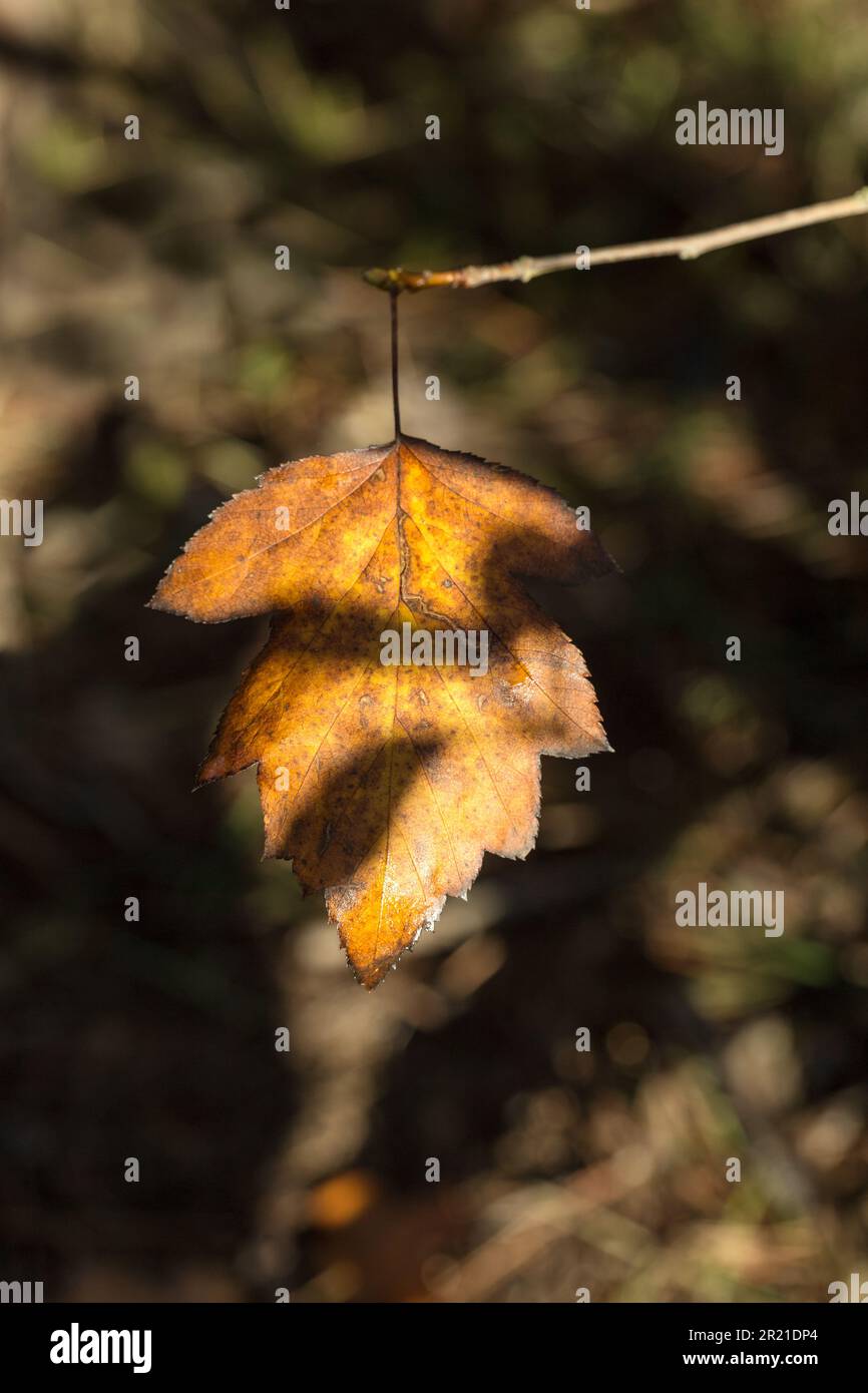 Bild eines Baumblattes im Herbst mit seinen charakteristischen Ockerfarben. Es hängt an einem Ast und hat kleine Schatten, die es geheimnisvoller machen Stockfoto