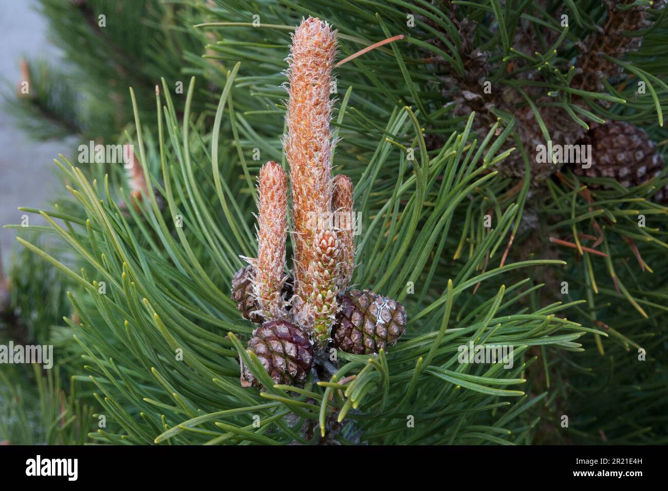 Schottische Kiefer, Nadeln, Zapfen und Knospen Stockfoto