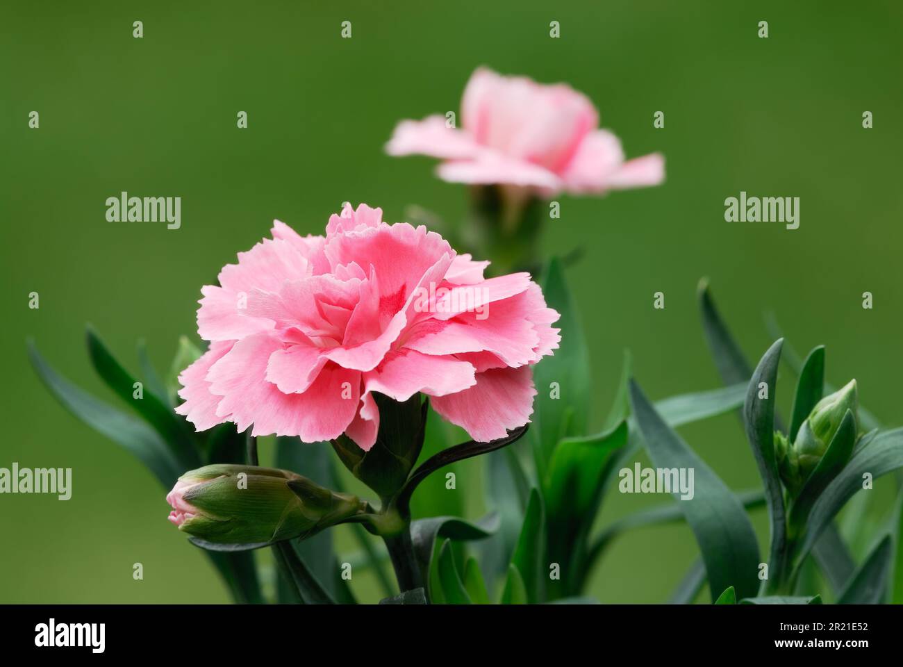 Nelkenblume mit Knospen Dianthus caryophyllus, auch als Grenadine oder Nelkenrosa Herbstpflanze bezeichnet. Unscharfer grüner Hintergrund Trencin, Slowakei Stockfoto