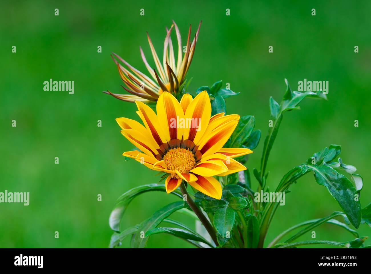Blütengazania Rigens, Big Kiss Yellow Flame Blume, Nahaufnahme. Laubpflanze im Ziergarten. Unscharfer grüner Hintergrund. Trencin, Slowakei Stockfoto