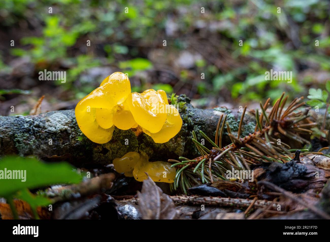 Tremella Mesenterica. Der Goldene Gelee-Pilz. Goldgelber Zitterling Stockfoto