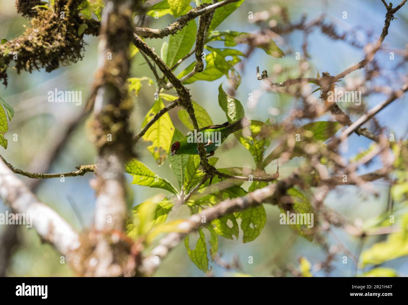 Die Jagd auf den Rufous-Winged Tanager (Tangara lavinia) in Cerro Azul, Panama Stockfoto