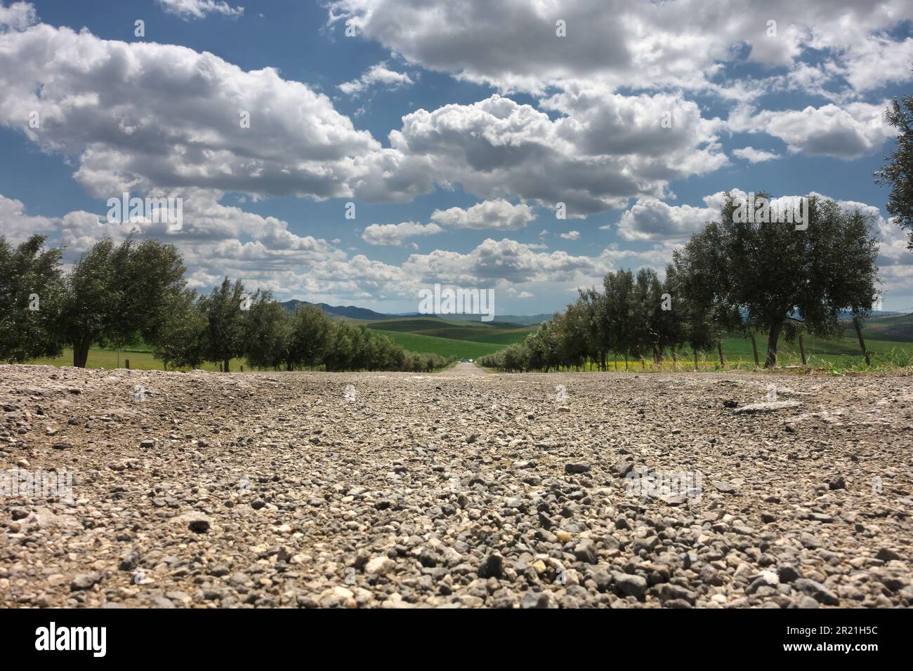 Kiesstraße mit niedrigem Winkel zwischen Olivenbäumen und unter einer Wolkenlandschaft im ländlichen Sizilien, Italien Stockfoto