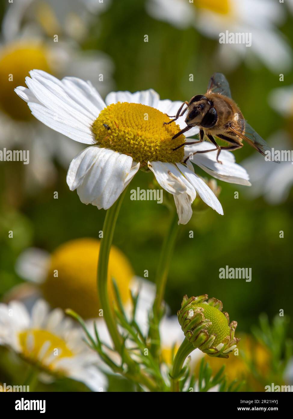 Eine bienenartige Fliege sitzt an einem Sommertag auf einer weißen Gänseblümchen. Insekten auf einer Blütennahaufnahme. Hover Flies, auch als Blumenfliegen oder Syrphilen Fliegen bezeichnet. Sy Stockfoto