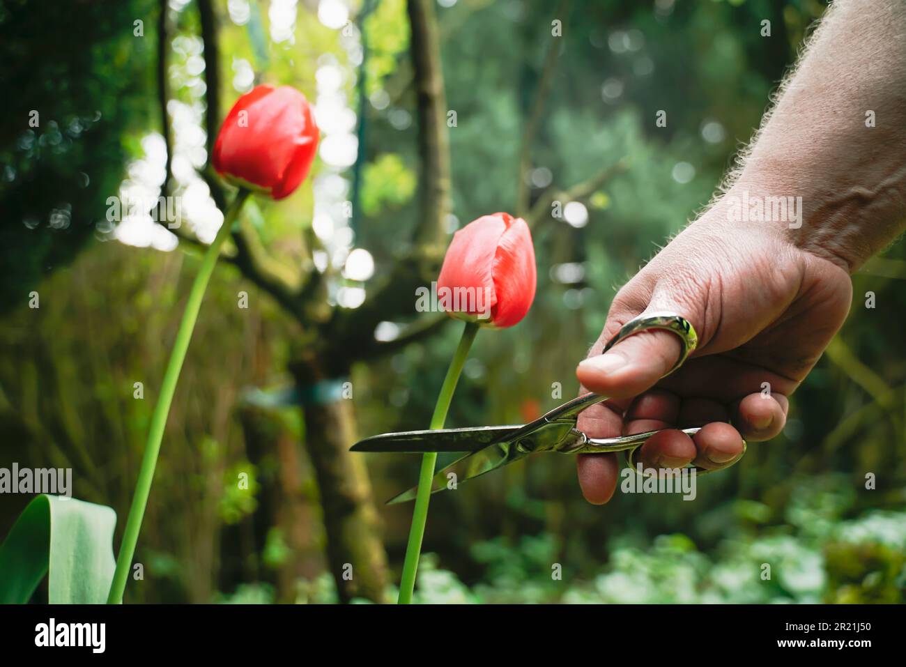 Ein Mann schneidet eine rote Tulpe mit einer Schere ab. Gartenbau im Mai müssen die alten Pflanzen im Beet neuen Pflanzen weichen. Auch als Symbol ima geeignet Stockfoto
