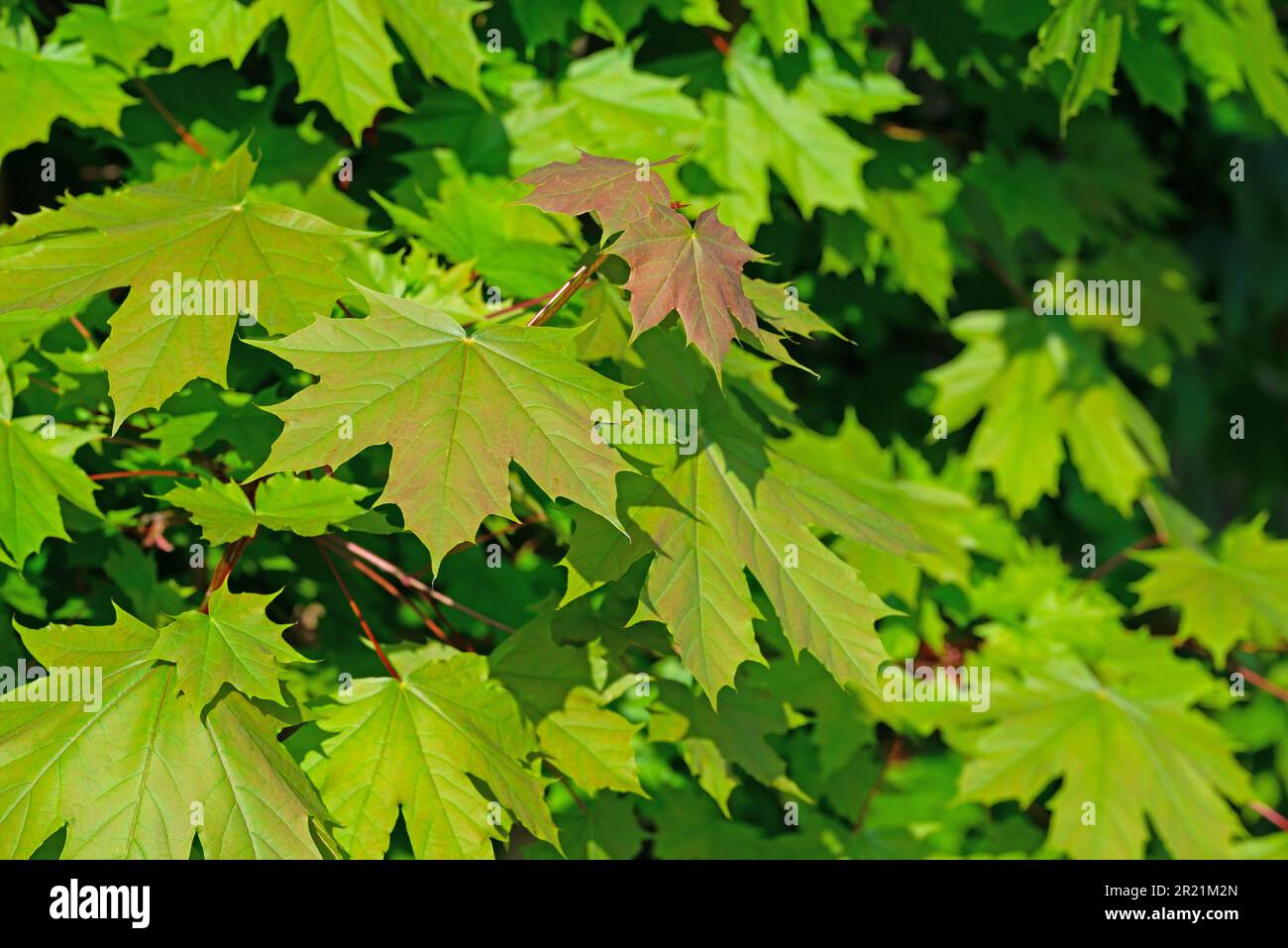 Junge Blätter vom Ahornbaum im Frühling Stockfoto