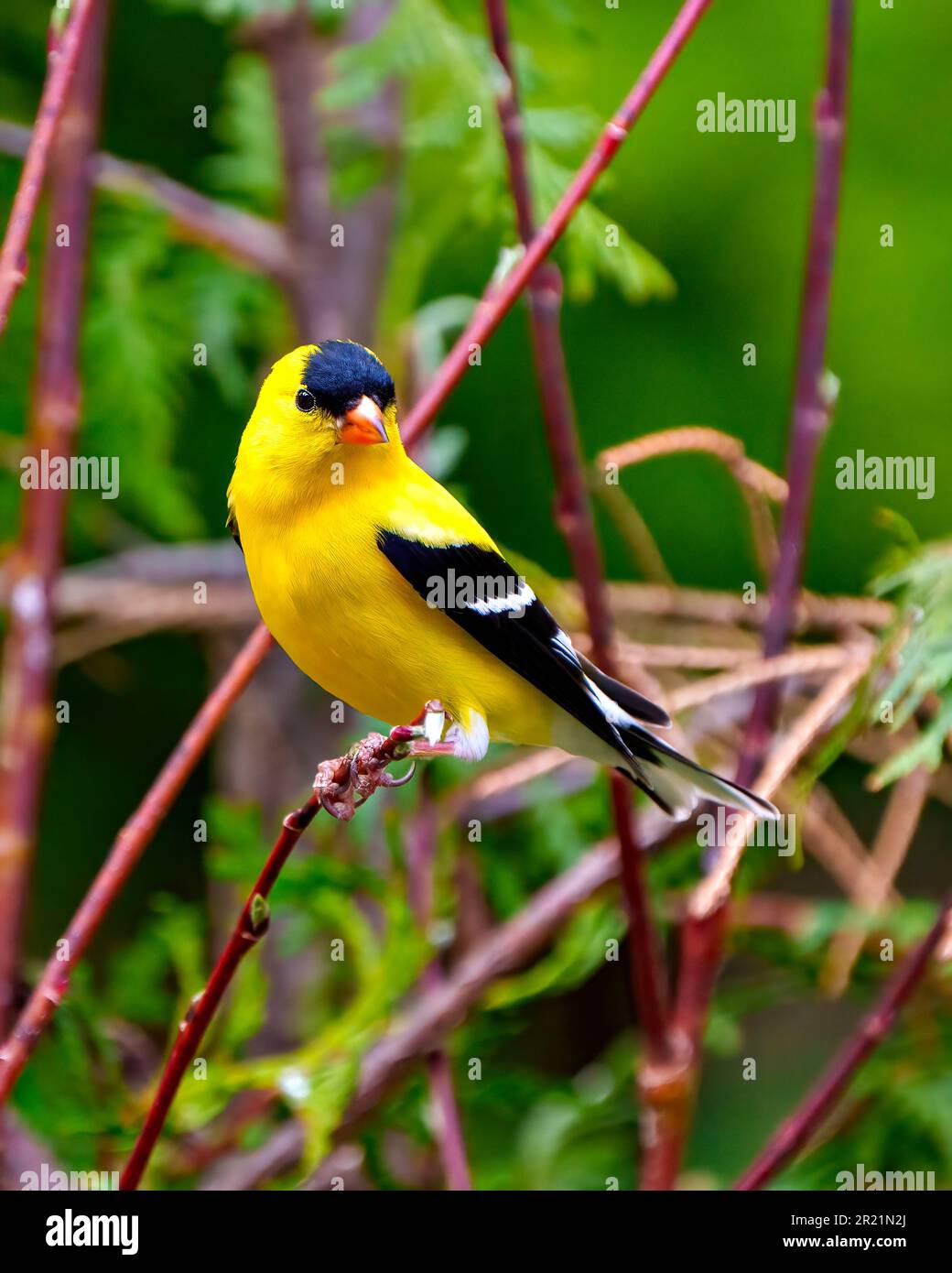 Amerikanischer Goldfink, männlich, aus nächster Nähe, hoch oben auf einem Ast mit grünem Waldhintergrund in seiner Umgebung und Umgebung. Finch Porträt Stockfoto