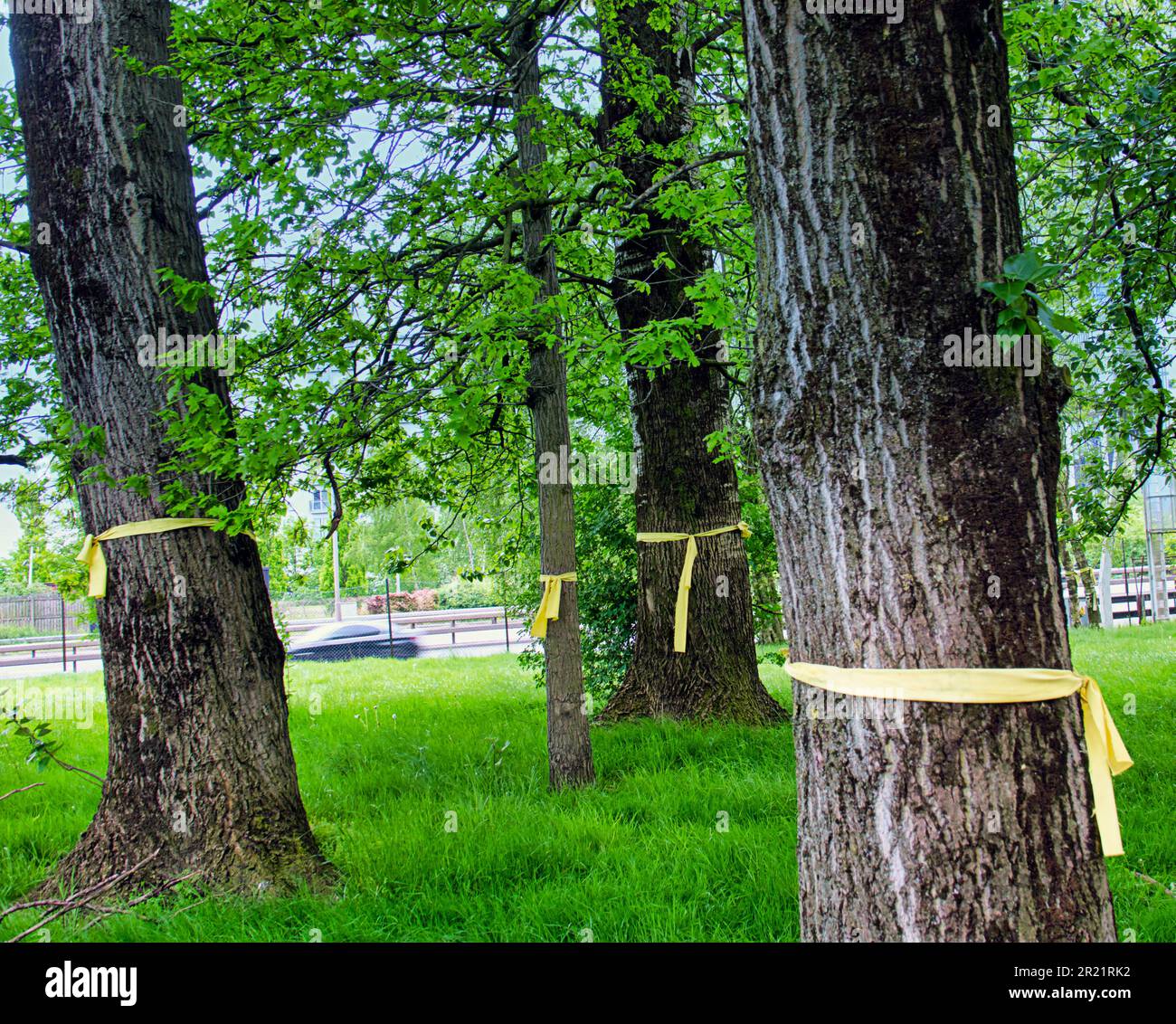 Gelbe Bänder um Bäume Stockfoto