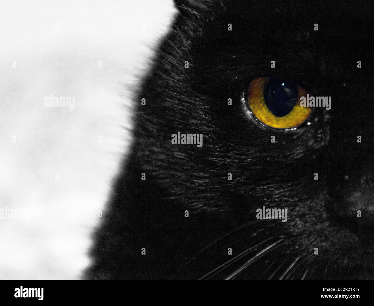 Ein gelbes Katzenauge Stockfoto