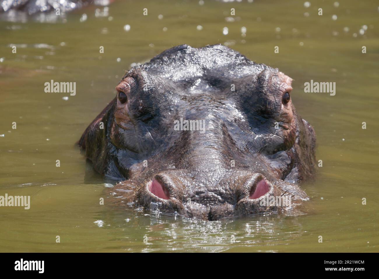 Nahaufnahme eines Nilpferdes im Wasser Stockfoto