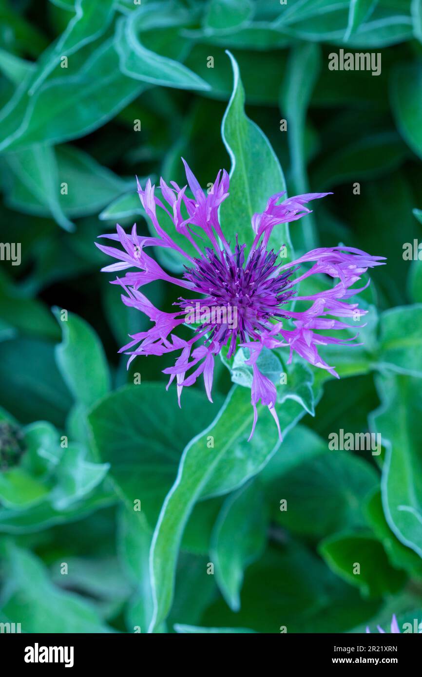 Hübsches Centaurea Montana - Joyce. Natürliches architektonisches Pflanzenporträt aus nächster Nähe Stockfoto