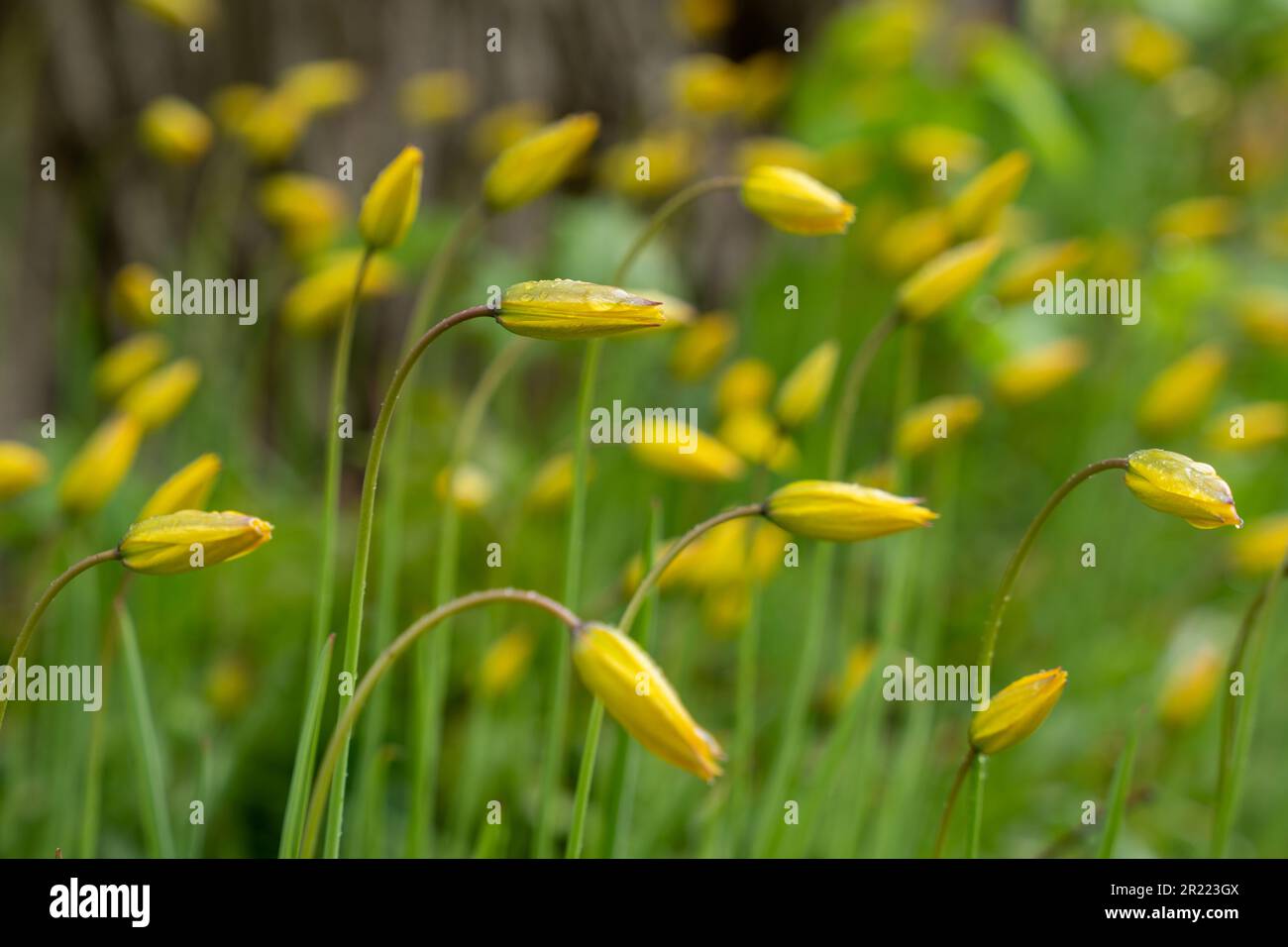 Tulipa sylvestris an einem Regentag. Old Manor Park. Stockfoto