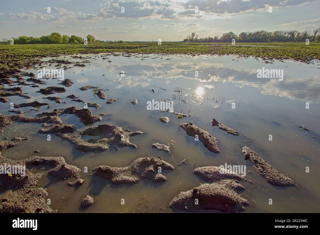 Das überflutete Feld in der landwirtschaftlichen Landschaft nach Frühlingsregen Stockfoto