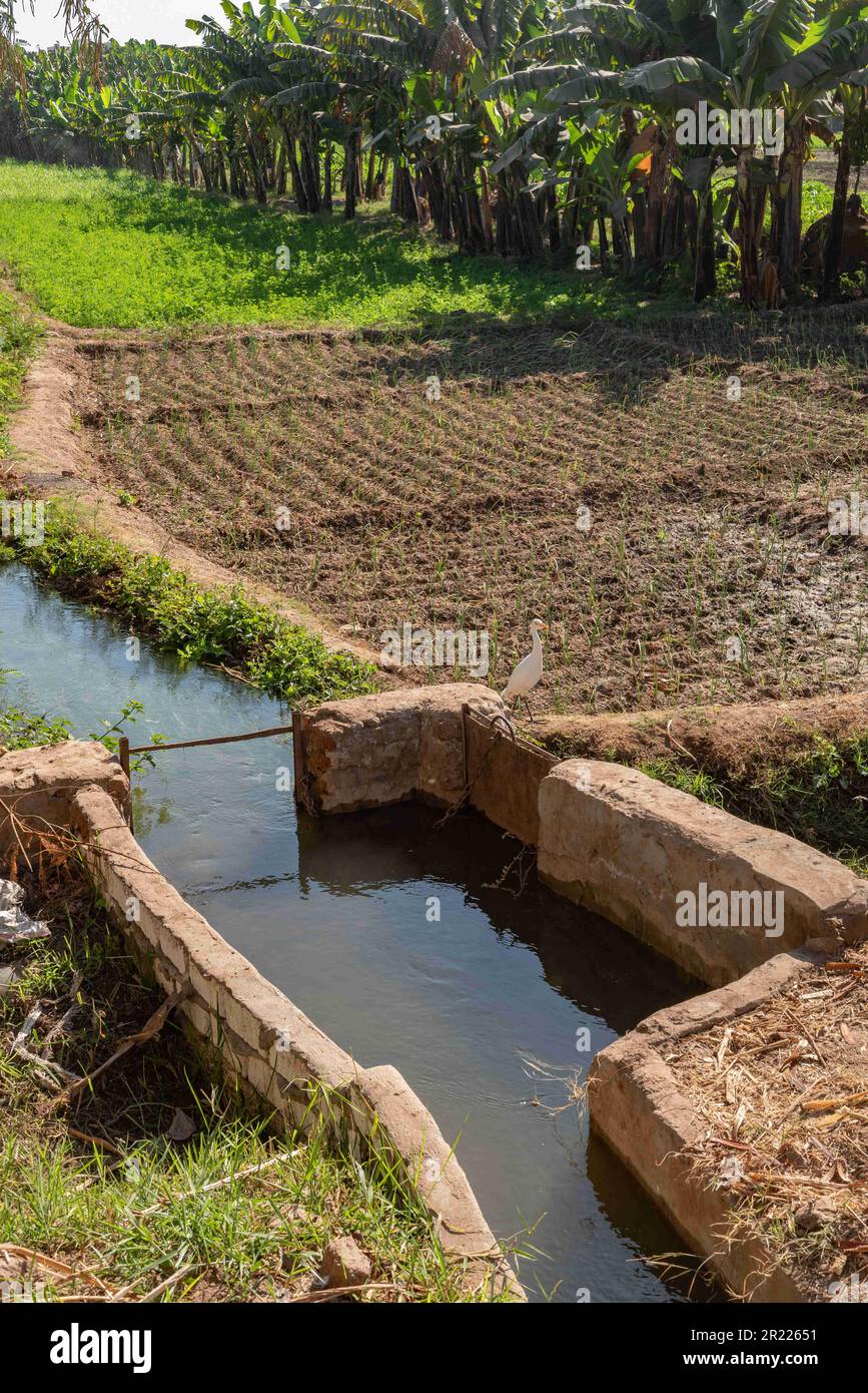 Oberägypten, Ägypten. 14. Dezember 2022. Landwirtschaftliche Bewässerungskanäle und Kanäle, die Wasser aus dem Nil zur Versorgung von Pflanzen und wasserintensiven Kulturen wie Bananen auf einem Bauernhof in Oberägypten bringen. (Credit Image: © John Wreford/SOPA Images via ZUMA Press Wire) NUR ZUR REDAKTIONELLEN VERWENDUNG! Nicht für den kommerziellen GEBRAUCH! Stockfoto