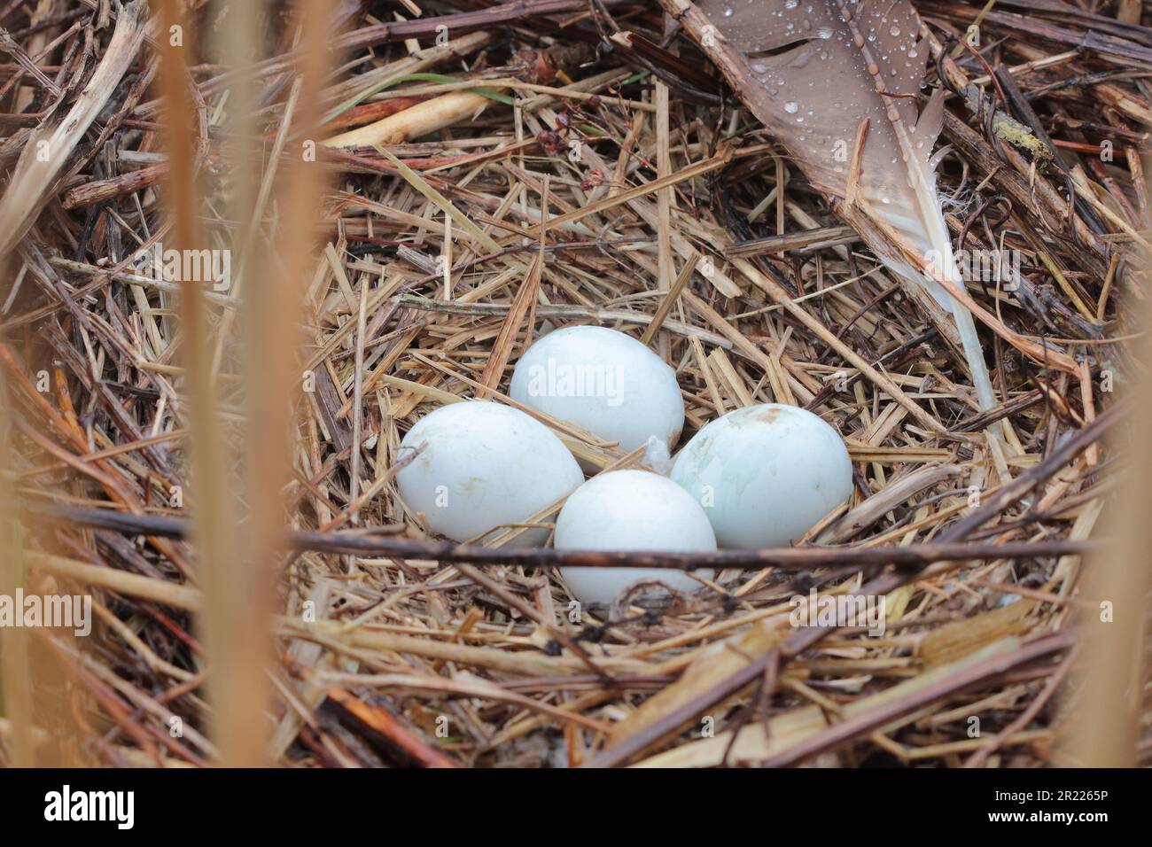 Die Eier der Weihe des Westmarsches (Circus aeruginosus) auf dem Nest im Schilf Stockfoto