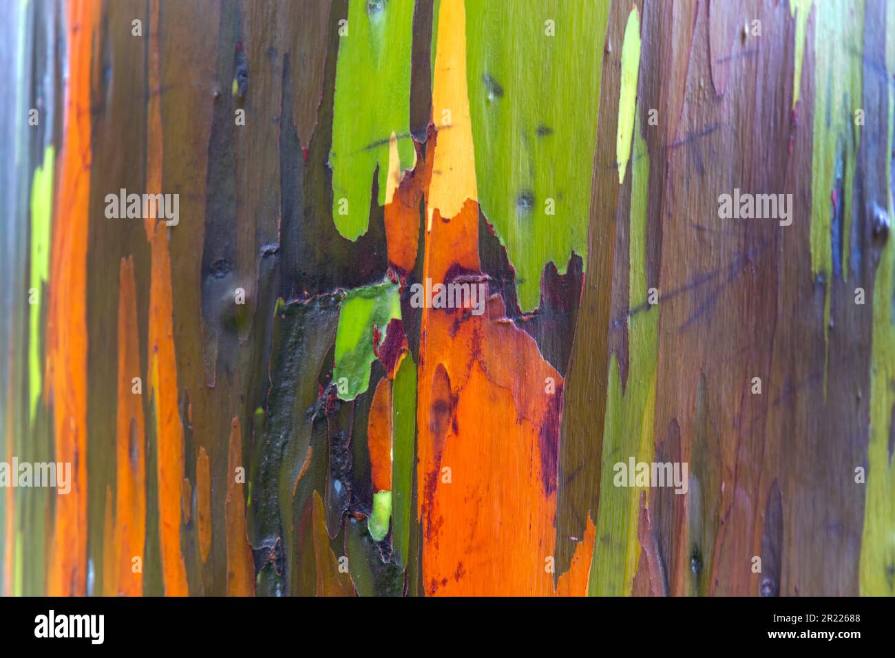 Wunderschöne natürliche, isolierte Farben der Rinde eines Regenbogen-Eukalyptusbaums in Hawaii. Stockfoto