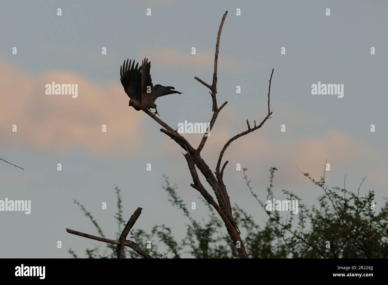 Gray lourie fliegt am Abend Stockfoto