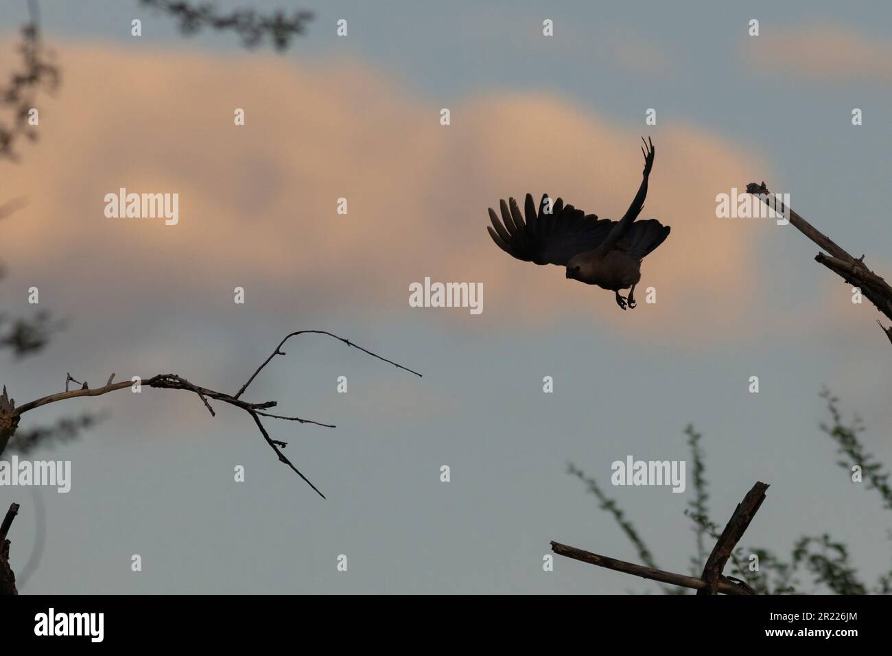 Gray lourie fliegt am Abend Stockfoto