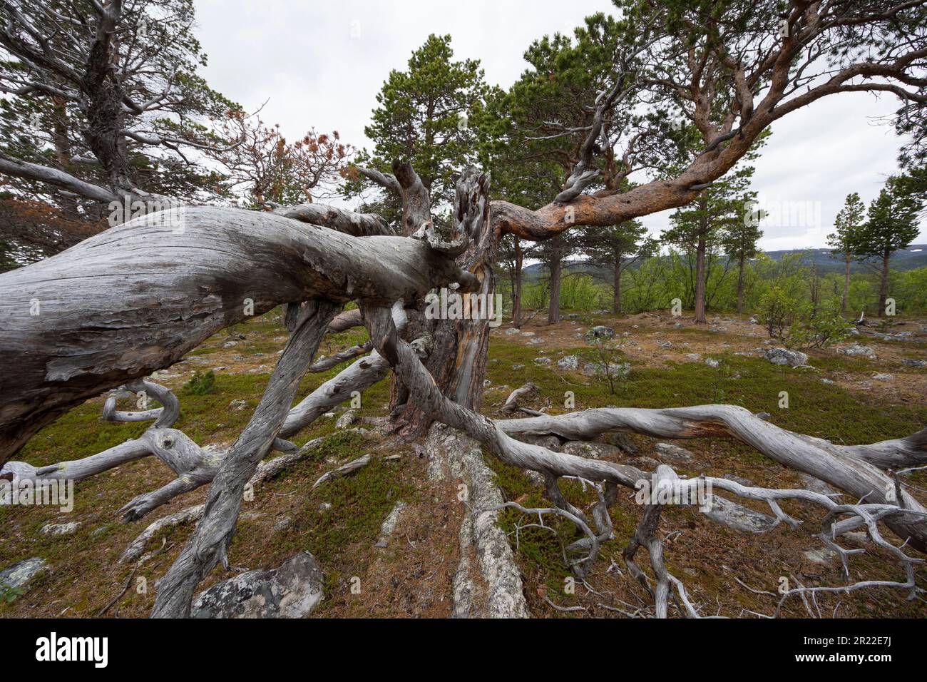 Schottenkiefer, Schottenkiefer (Pinus sylvestris), Kiefern im Nationalpark, Norwegen, Stabbursdalen Nationalpark Stockfoto