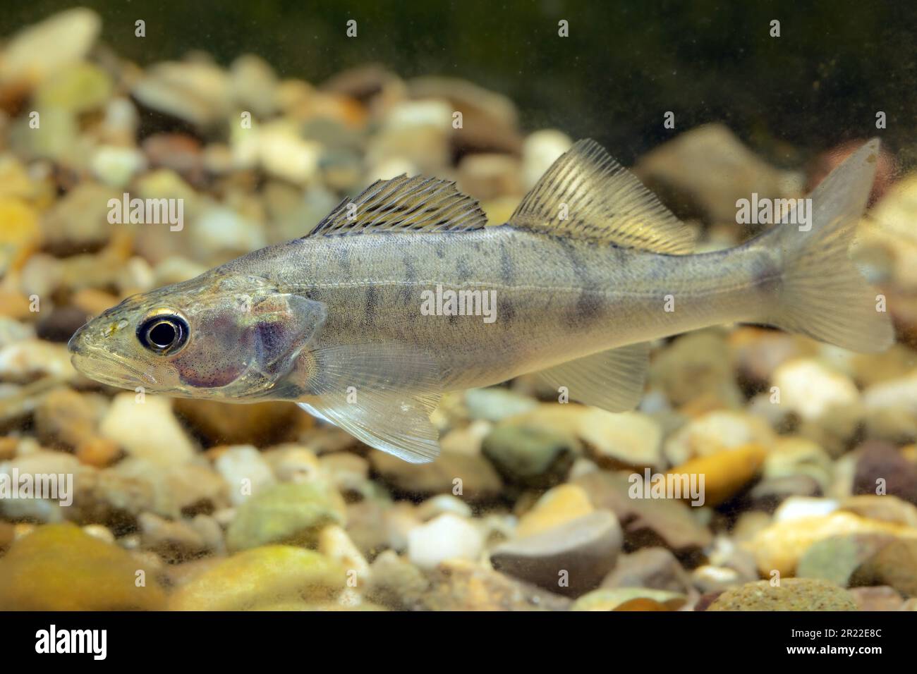 zander (Stizostedion lucioperca, Sander lucioperca), juvenil, Deutschland Stockfoto