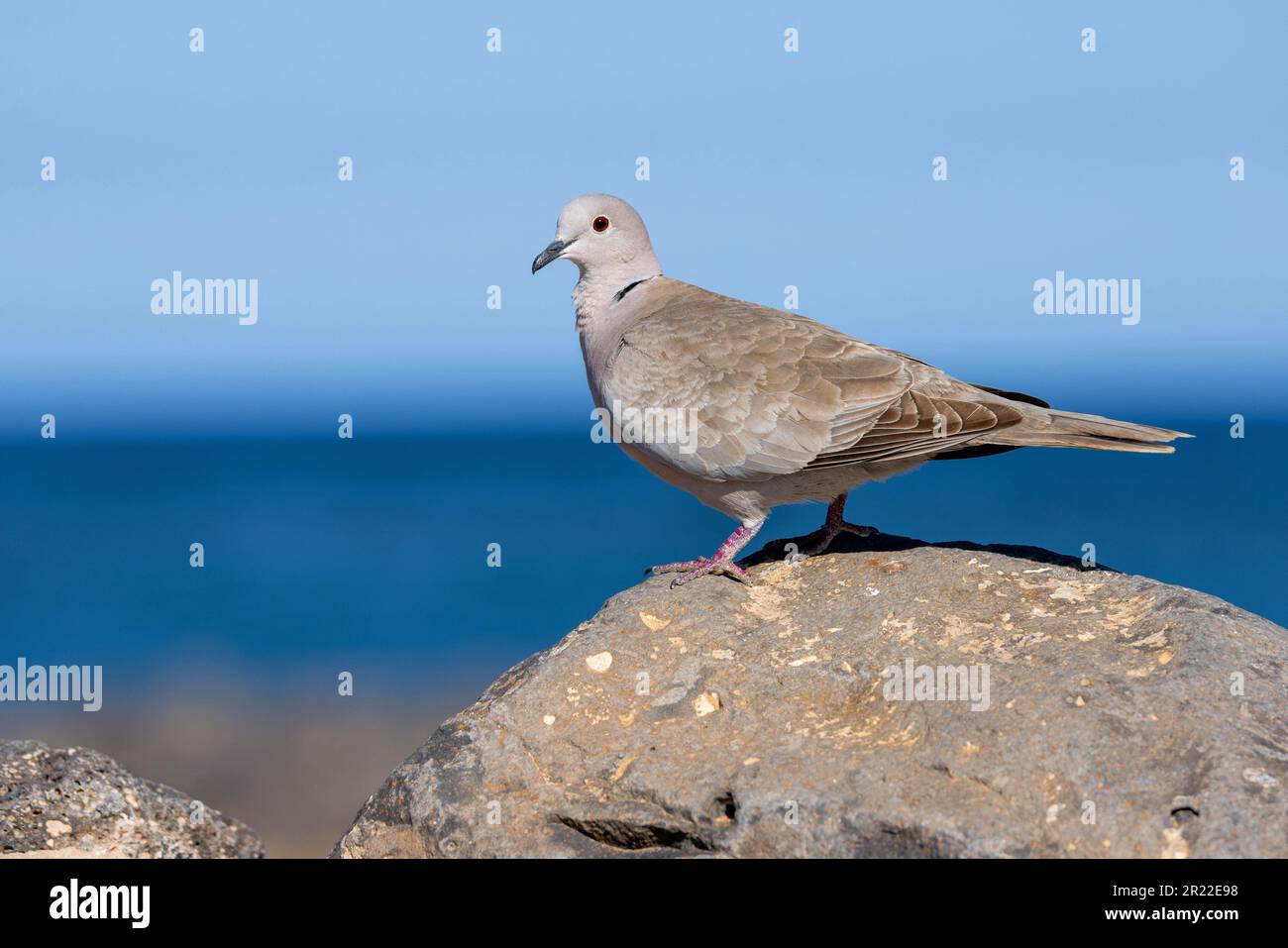 Kragen-Taube (Streptopelia decaocto), auf einem Felsen an der Küste, Kanarische Inseln, Fuerteventura Stockfoto