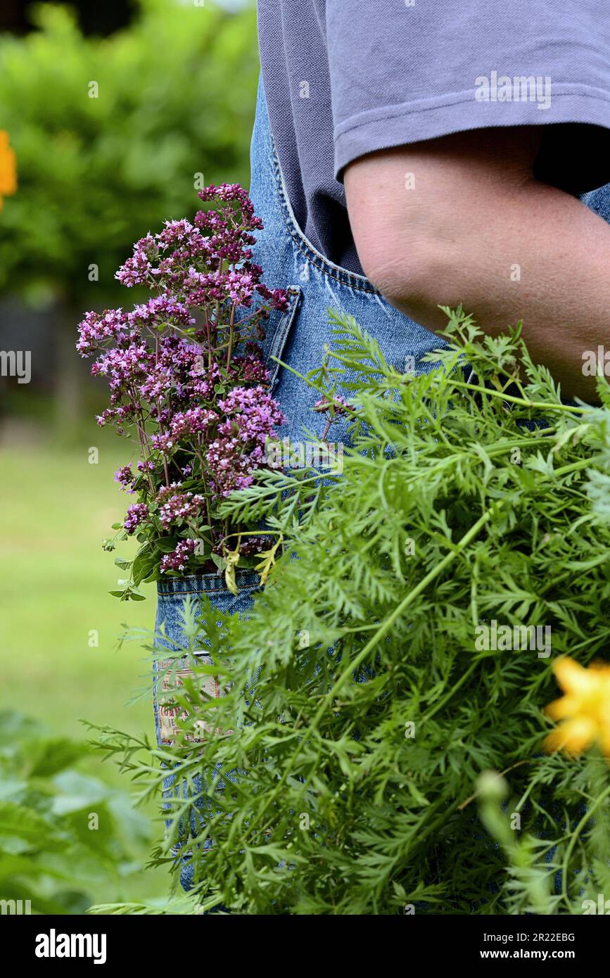 Wildes origanum, wilder Majoran (Origanum vulgare), Frau in einem Garten mit gesammeltem origanum in der Hosentasche, Deutschland Stockfoto