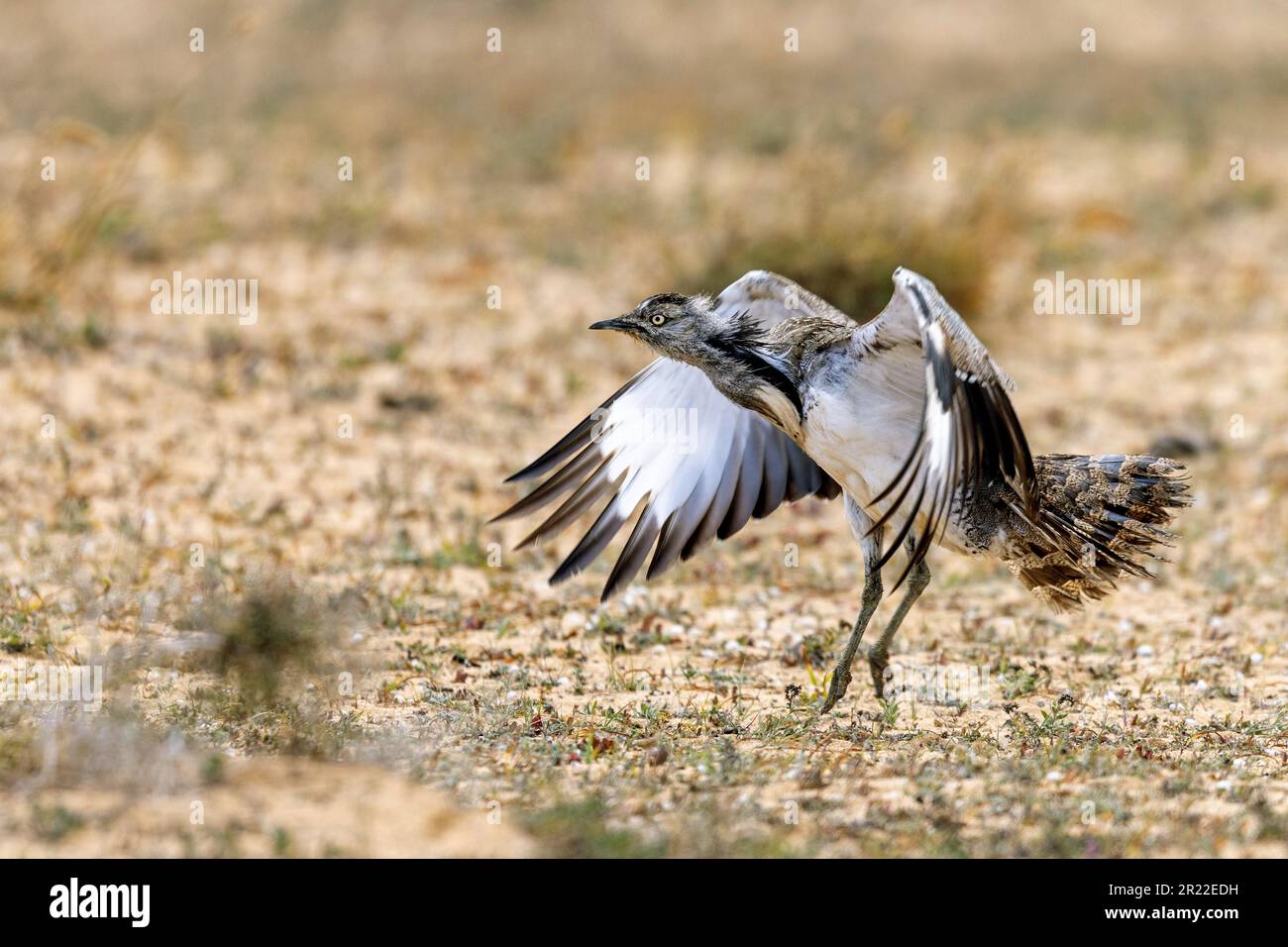 houbara-Trappe (Chlamydotis undulata), männliches Springen, bedrohliche Geste, Kanarische Inseln, Lanzarote Stockfoto