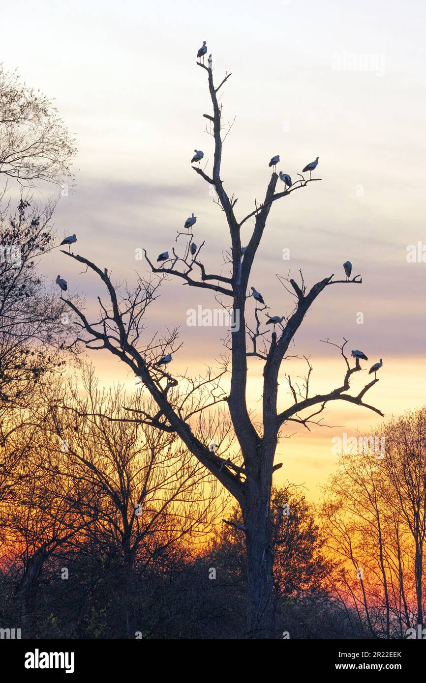 Weißstorch (Ciconia ciconia), überwinterend, ruhend auf einem schlafenden Baum bei Sonnenuntergang, Deutschland, Bayern, Erdinger Moos, Eitting Stockfoto