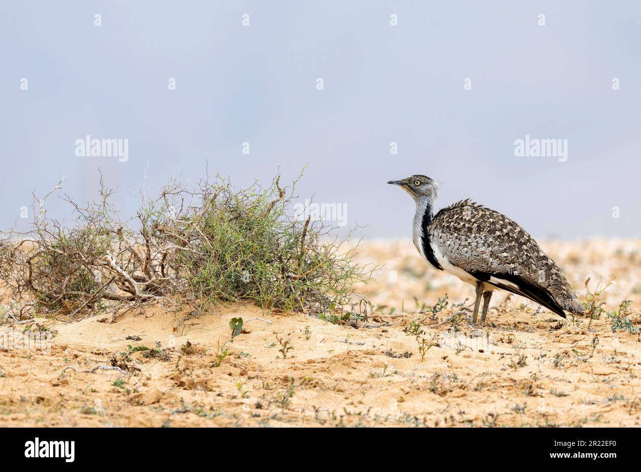 houbara-Trappe (Chlamydotis undulata), männlich, der hinter einem Busch steht, sucht Schutz vor dem Wind, Kanarische Inseln, Lanzarote Stockfoto
