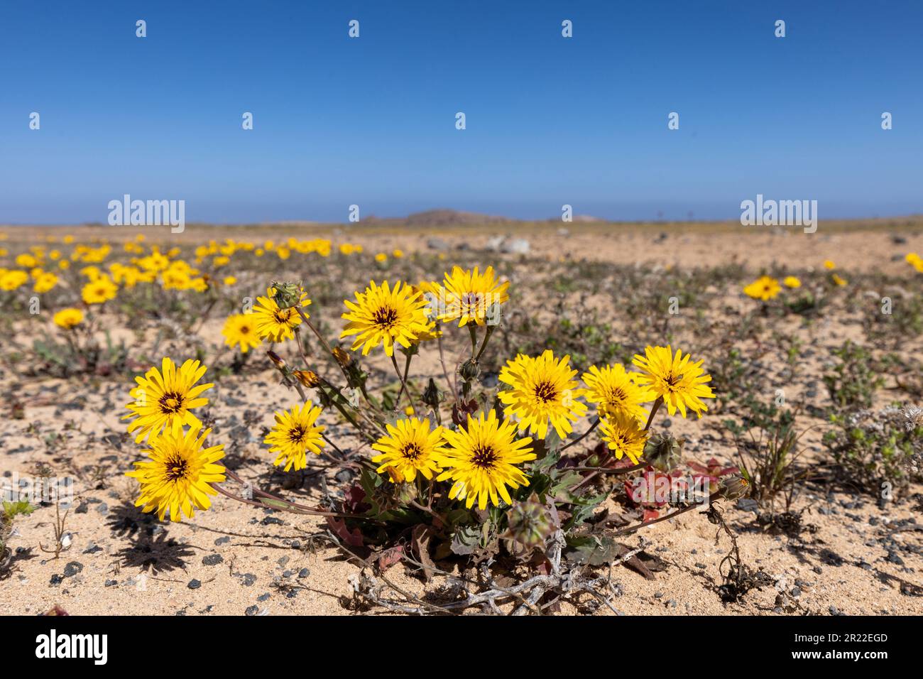Falsche Seehistel, Mohnblütenreichardia (Reichardia tingitana), blühend auf einer Sandebene, Kanarische Inseln, Lanzarote Stockfoto