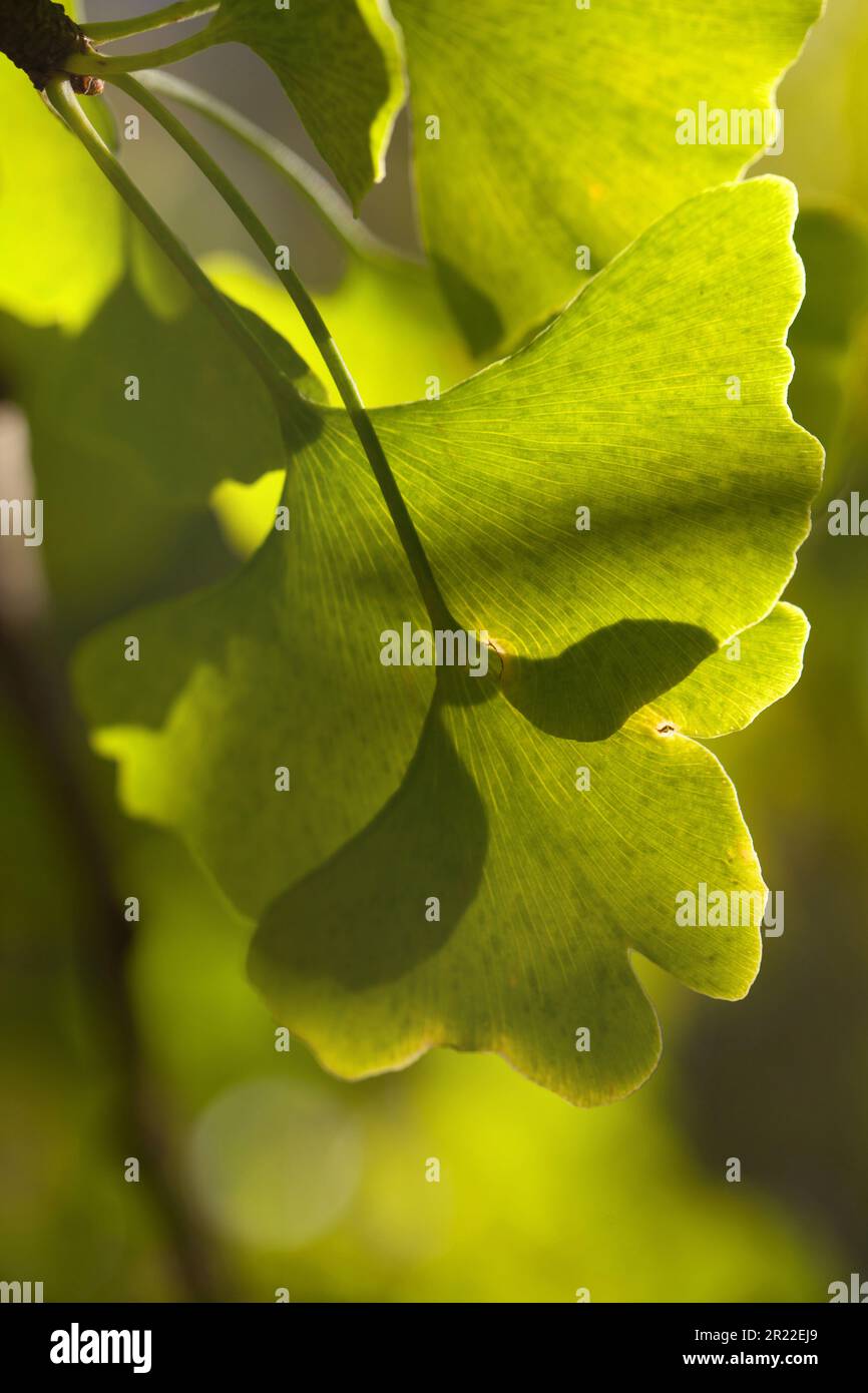Junghaarbaum, GinkgoBaum, GingkoBaum, GinkoBaum (Ginkgo biloba
